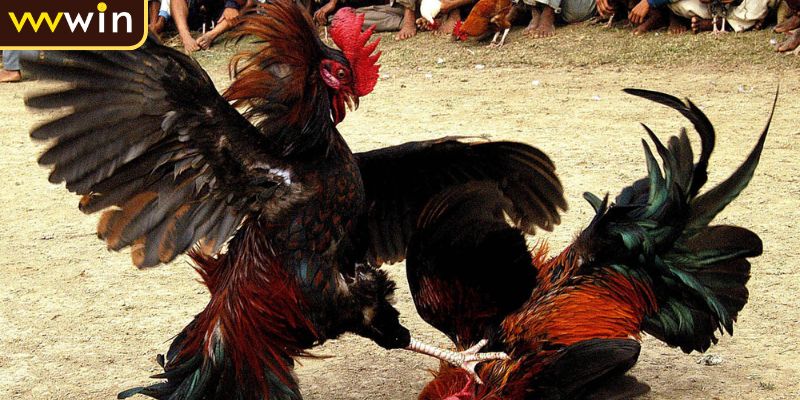 Luật Đá Gà Miền Bắc Tổng Quan Và Các Quy Định Chi Tiết 4 Các đặc điểm riêng biệt của đá gà miền Bắc