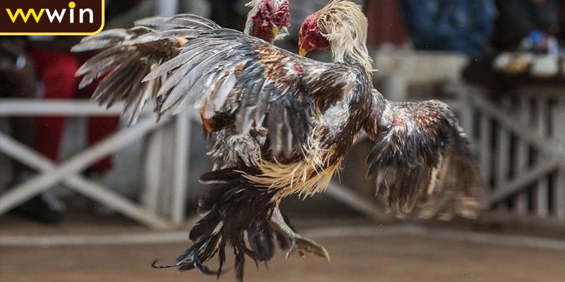 Luật Đá Gà Miền Bắc Tổng Quan Và Các Quy Định Chi Tiết 2 Các hạng đấu gà phổ biến