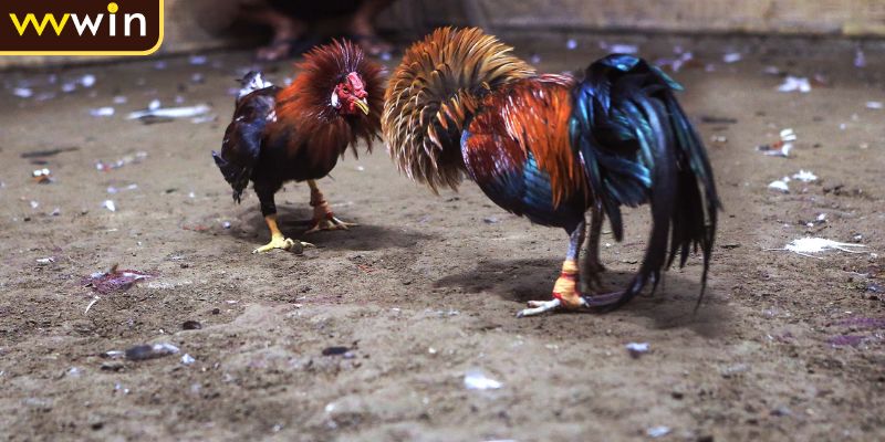 Đá Gà Cựa Dao Luật Chơi Và Quy Tắc Cơ Bản Tân Thủ Cần Nắm Rõ 1 Đá gà cựa dao là gì?