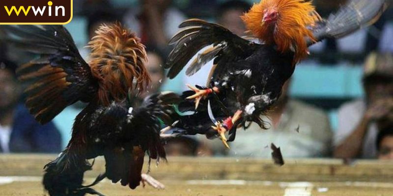 Đá Gà Cựa Dao Luật Chơi Và Quy Tắc Cơ Bản Tân Thủ Cần Nắm Rõ 2 Diễn biến nhanh chóng