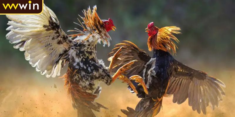 Đá Gà Campuchia Trải Nghiệm Ván Cược An Toàn Tại VVVWIN 1 Giới thiệu đá gà Campuchia