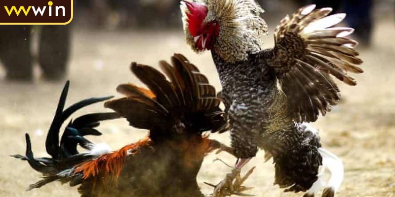Đá Gà Campuchia Trải Nghiệm Ván Cược An Toàn Tại VVVWIN 3 Luật chơi đá gà Campuchia