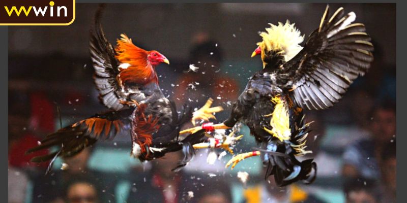 Đá Gà Cựa Dao Luật Chơi Và Quy Tắc Cơ Bản Tân Thủ Cần Nắm Rõ 3 Luật chơi đá gà cựa dao