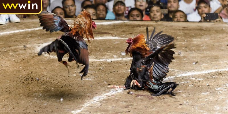 Luật Đá Gà Miền Bắc Tổng Quan Và Các Quy Định Chi Tiết 1 Luật đá gà miền Bắc là gì?