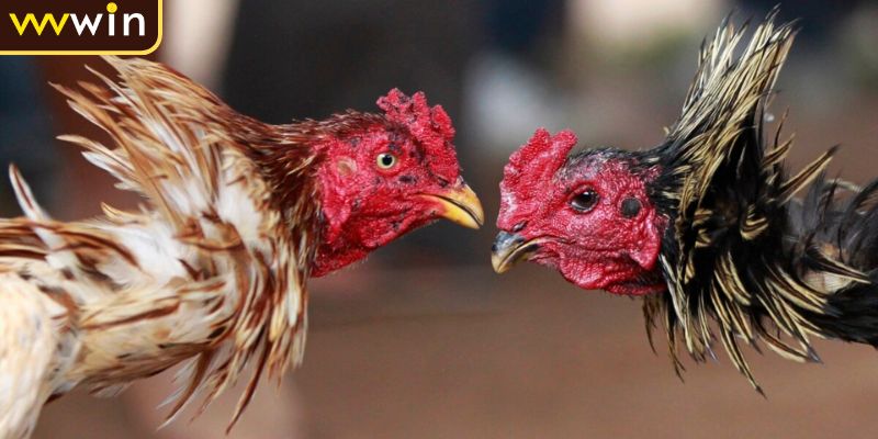 Đá Gà Trực Tiếp C4 Giải Đấu Lớn Kịch Tính Và Hấp Dẫn 3 Quy tắc cơ bản về đá gà trực tiếp C4