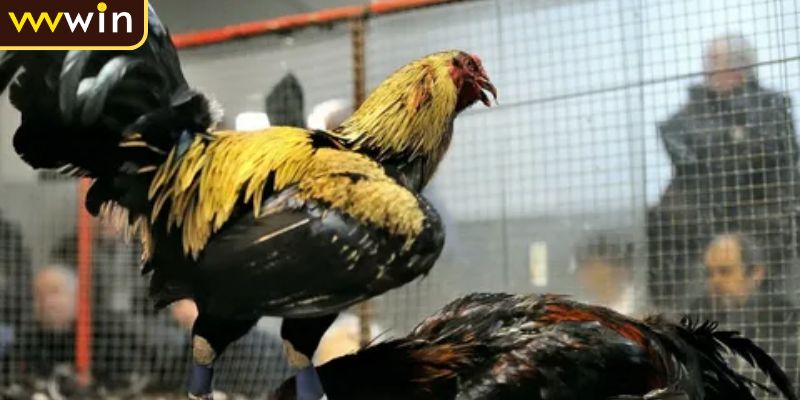 Đá Gà Campuchia Trải Nghiệm Ván Cược An Toàn Tại VVVWIN 2 Sức hút của đá gà Campuchia