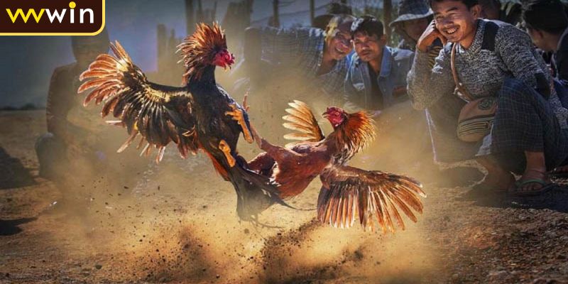 Đá Gà Cựa Dao Luật Chơi Và Quy Tắc Cơ Bản Tân Thủ Cần Nắm Rõ 4 Thời gian thi đấu